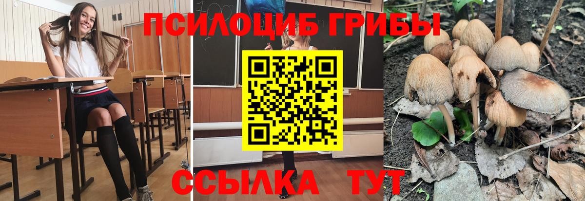 Галлюциногенные грибы Psilocybe Алексеевка